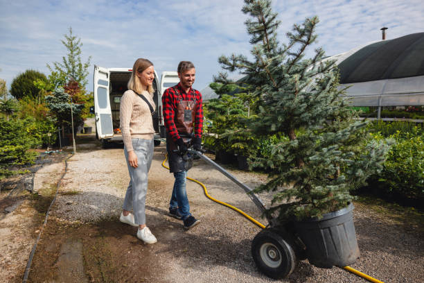 Best Tree Root Removal  in Redland, TX